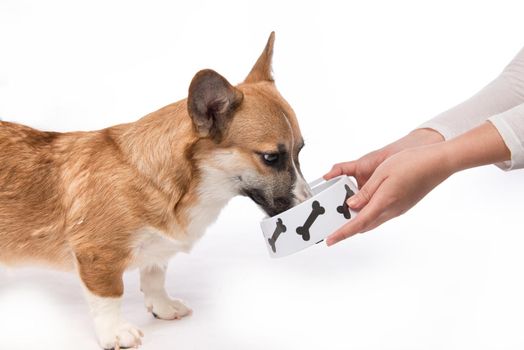 Cute dog eating food. Feeding hungry pembroke corgi.