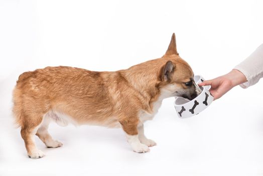 Cute dog eating food. Feeding hungry pembroke corgi.