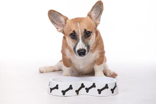 Cute dog eating food. Feeding hungry pembroke corgi.