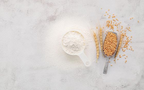 The ingredients for homemade pizza dough with wheat ears ,wheat flour and olive oil set up on white concrete background. top view and copy space.