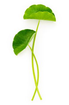 Close up centella asiatica leaves with rain drop isolated on white background top view.