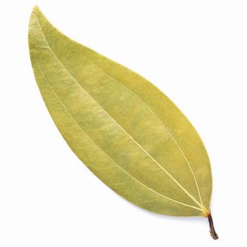 Close up bay leaves isolated on white background with top view and copy space .