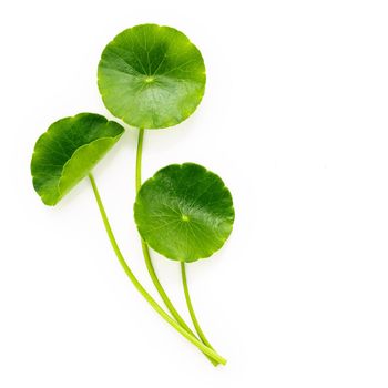 Close up centella asiatica leaves with rain drop isolated on white background top view.