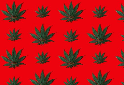 Pattern from green hemp leaves on a red background. Cannabis close-up. Green leaf.