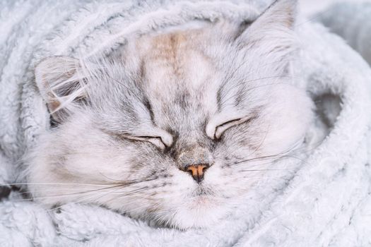 Cute grey persian cat sleeping or napping in cozy soft blanket. Cat warming under a plaid. Greeting card concept. High quality photo