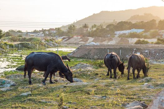 Buffaloes in the field in Vietnam, Nha Trang.