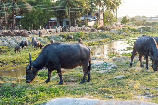 Buffaloes in the field in Vietnam, Nha Trang.