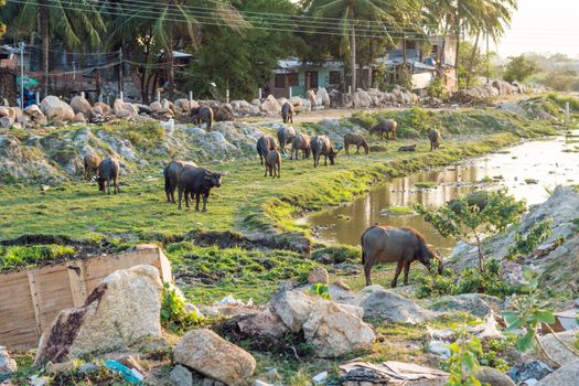 Buffaloes in the field in Vietnam, Nha Trang.