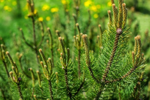 Shallow depth of field photo, young fir with blurred dandelions in back on a sunny day. Abstract spring forest background.