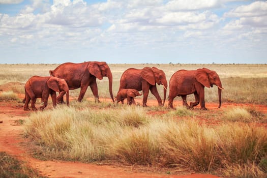 Family of African bush elephants (Loxodonta africana), covered with red dust walking together on savanna.  Tsavo east national park, Kenya