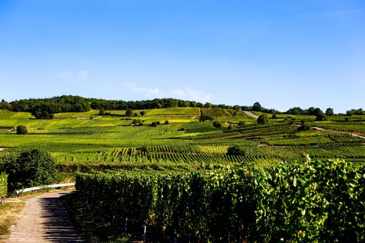 Vineyards on the wine road, Kaysersberg, Alsace, France