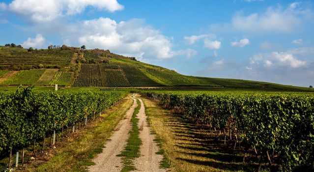 Vineyards on the wine road, Kaysersberg, Alsace, France