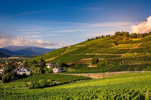 Vineyards on the wine road, Kaysersberg, Alsace, France