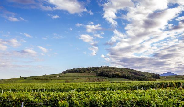 Vineyards on the wine road, Kaysersberg, Alsace, France