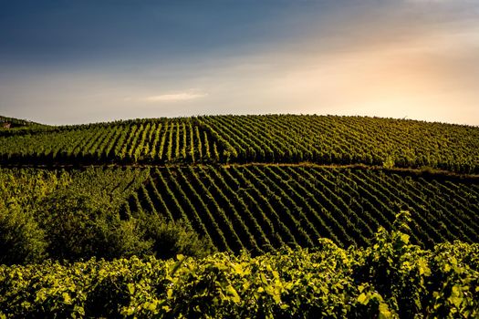 Vineyards on the wine road, Kaysersberg, Alsace, France