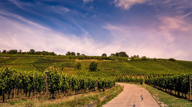 Vineyards on the wine road, Kaysersberg, Alsace, France