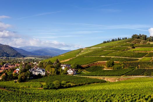 Vineyards on the wine road, Kaysersberg, Alsace, France