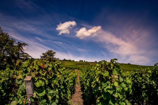 Vineyards on the wine road, Kaysersberg, Alsace, France