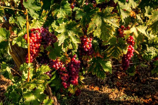 Vineyards on the wine road, Kaysersberg, Alsace, France