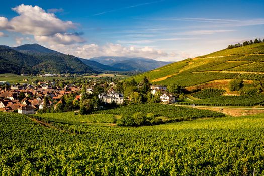 Vineyards on the wine road, Kaysersberg, Alsace, France