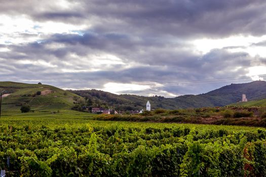 Vineyards on the wine road, Kaysersberg, Alsace, France