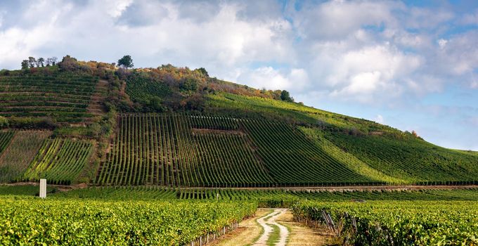 Vineyards on the wine road, Kaysersberg, Alsace, France