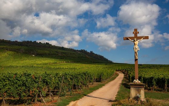 Vineyards on the wine road, Kaysersberg, Alsace, France