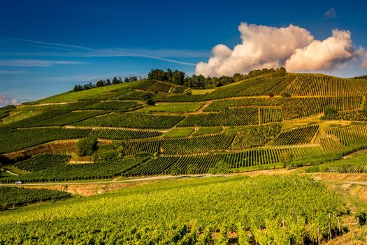 Vineyards on the wine road, Kaysersberg, Alsace, France