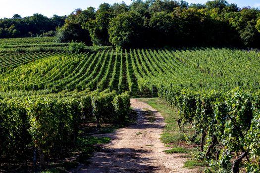 Vineyards on the wine road, Kaysersberg, Alsace, France