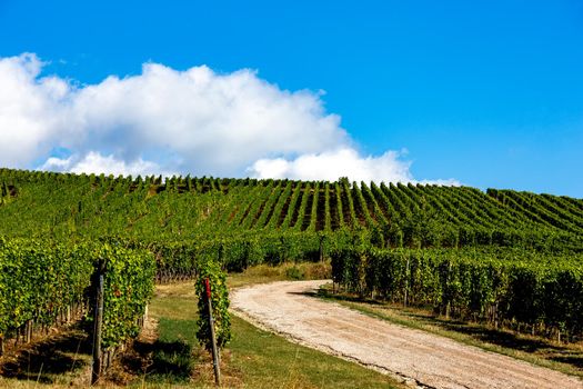 Vineyards on the wine road, Kaysersberg, Alsace, France