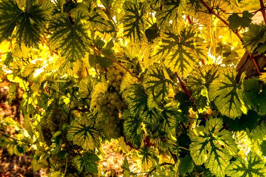 Vineyards on the wine road, Kaysersberg, Alsace, France