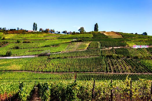 Vineyards on the wine road, Kaysersberg, Alsace, France