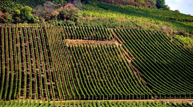 Vineyards on the wine road, Kaysersberg, Alsace, France