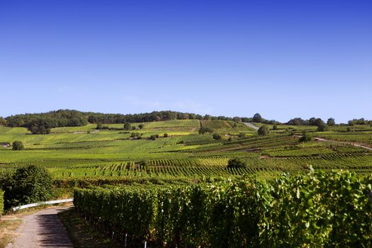 Vineyards on the wine road, Kaysersberg, Alsace, France