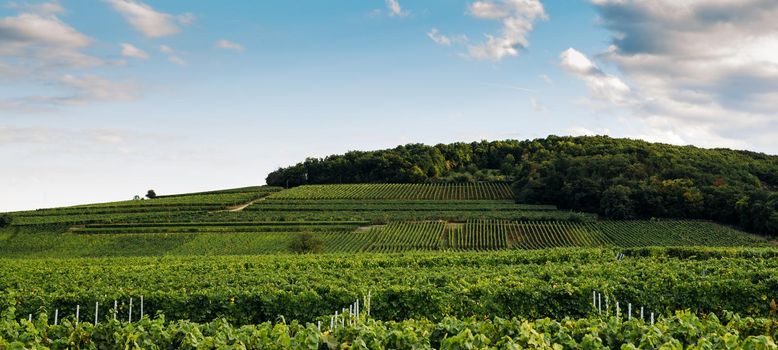 Vineyards on the wine road, Kaysersberg, Alsace, France