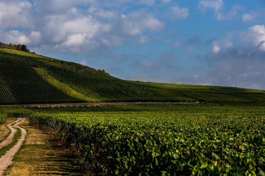 Vineyards on the wine road, Kaysersberg, Alsace, France