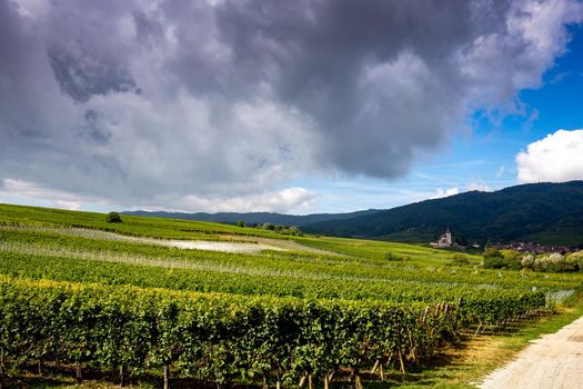 Vineyards on the wine road, Kaysersberg, Alsace, France