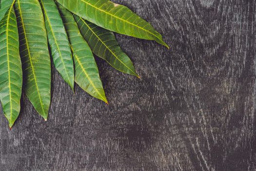 Mango leaves on an old wooden background.