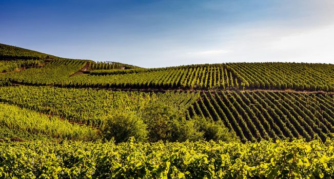 Vineyards on the wine road, Kaysersberg, Alsace, France