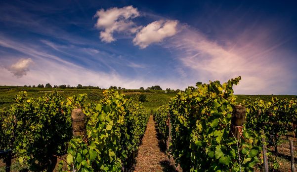 Vineyards on the wine road, Kaysersberg, Alsace, France