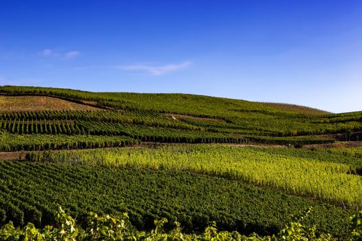 Vineyards on the wine road, Kaysersberg, Alsace, France