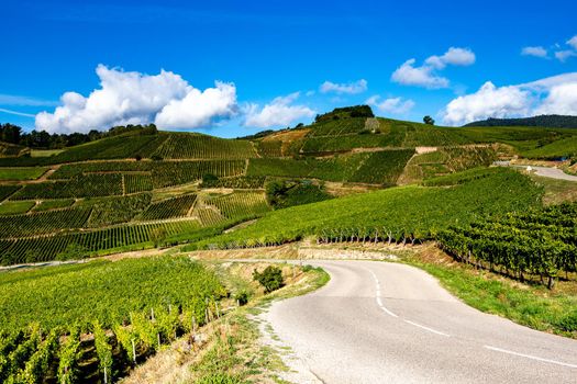 Vineyards on the wine road, Kaysersberg, Alsace, France