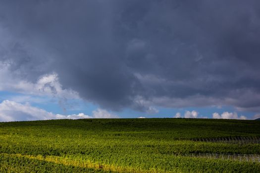 Vineyards on the wine road, Kaysersberg, Alsace, France