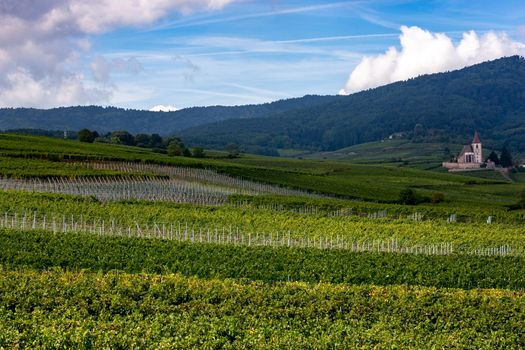 Vineyards on the wine road, Kaysersberg, Alsace, France