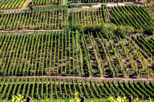 Vineyards on the wine road, Kaysersberg, Alsace, France