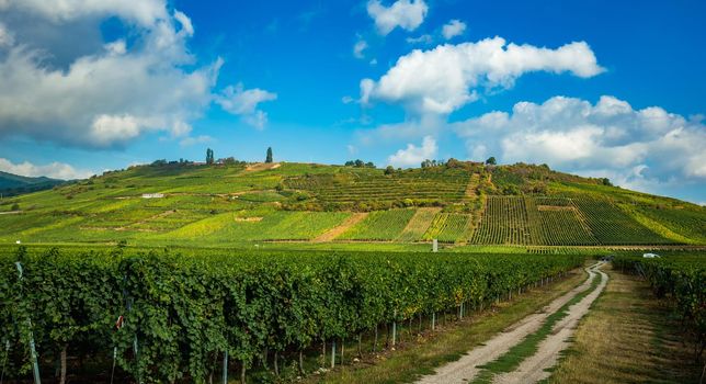 Vineyards on the wine road, Kaysersberg, Alsace, France