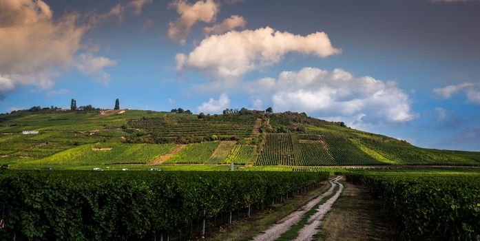 Vineyards on the wine road, Kaysersberg, Alsace, France