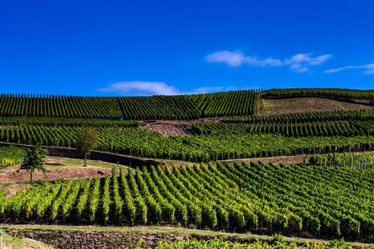 Vineyards on the wine road, Kaysersberg, Alsace, France