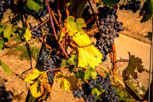 Vineyards on the wine road, Kaysersberg, Alsace, France