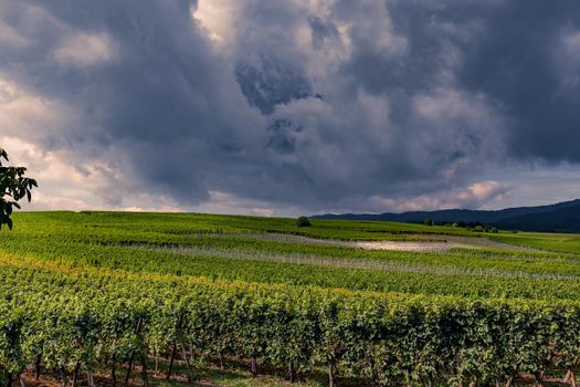 Vineyards on the wine road, Kaysersberg, Alsace, France